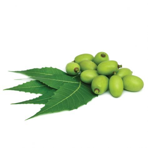 Neem Oil Neem Oil is used to create skin and haircare products that sooth dryness, repair damage, remove bacteria, eliminate head and body lice, prevent baldness, and slow the graying of hair.﻿ Powerful antiviral and antibacterial properties. Beneficial to those who suffer from various skin conditions like acne, psoria Neem Oil For Hair, African Violet Pots, Essential Oils For Babies, Food Box Packaging, Magical Tree, Stained Teeth, Food Box, Neem Oil, Healthy Scalp