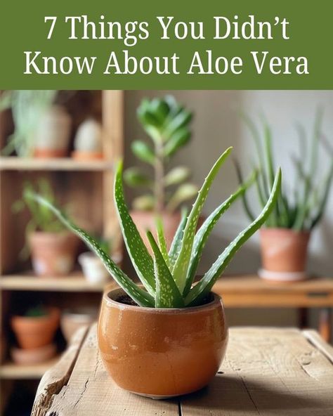 Full guide in first comment - Garden Daily Ideas Propagate Aloe Vera, Aloe Plant Care, Aloe Vera Care, Tips For Growing Tomatoes, Terracotta Plant Pots, Types Of Succulents, Aloe Vera Plant, Aloe Plant, Smart Garden