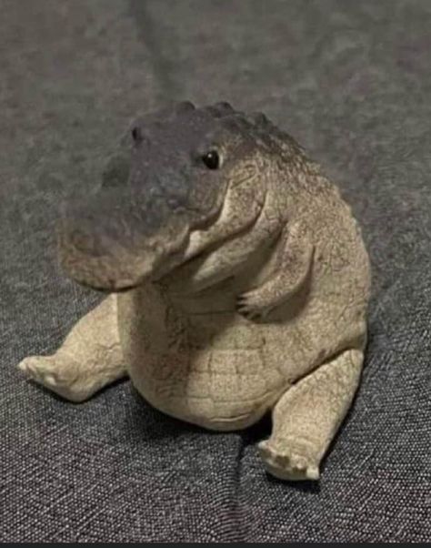 Cute Reptiles, Funny Animal Photos, Funniest Memes, Silly Animals, People Laughing, Cute Wild Animals, Cute Animal Photos, Funny Cute Cats, Animal Jokes