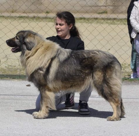 Photo by- kennel gazi baba volcanoes Sarplaninac Dog, Guardian Dog, Fit Dogs, Livestock Guardian, Dog Anatomy, Group 2, Pets 3, Dog Breeds, Anatomy