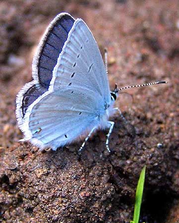 Spring Azure Blue Aesthetic Butterflies, Pollinators Poster, Spring Aesthetic Butterfly, Soft Blue Aesthetic Butterfly, Caterpillar Art, Spring Azure Butterfly, Blue Emperor Butterfly, Moth Caterpillar, Butterflies Flying