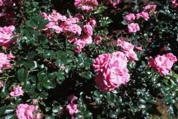 Landscaping Shrubs, Floribunda Roses, Rose Bushes, Rose Care, Shrub Roses, Growing Roses, Hybrid Tea Roses, Rose Bush, Old Rose