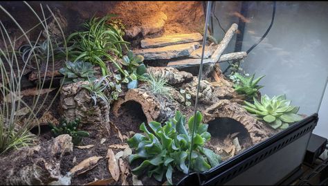 Leopard Gecko Natural Terrarium, Hognose Bioactive, Desert Terrarium Reptile, Leopard Gecko Vivarium Ideas, Leopard Gecko Tank Setup Ideas, Bioactive Leopard Gecko Enclosure, Leopard Gecko Vivarium, Terrestrial Tarantula Enclosure, Bioactive Snake Enclosure