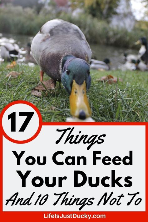 What should you be feeding your backyard ducks? Here are 17 things you can feed your ducks and 10 things ducks should not eat. What is healthy to feed your ducks? Duck And Geese Coop, Dog Costumes For White Dogs, Duck Treats Ideas, What Do Ducks Eat, What Can Ducks Eat, Duck House Ideas Diy, Duck Ideas Diy, Duck Pens Ideas, Duck Coop Ideas Diy Easy