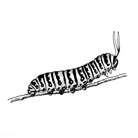 Caterpillar Tattoo, Bugs Drawing, Butterfly Metamorphosis, Bug Tattoo, Insect Tattoo, Art Appliqué, Botanical Tattoo, Water Animals, Tattoo Portfolio