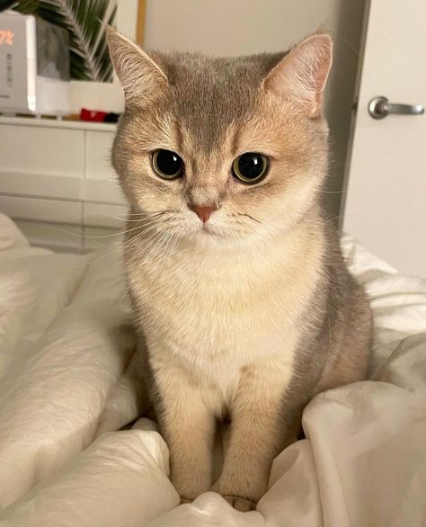 Dog Nature, Regnul Animal, British Shorthair Kittens, Travel Dog, British Shorthair Cats, Image Chat, Gorgeous Cats, Cute Cats Photos