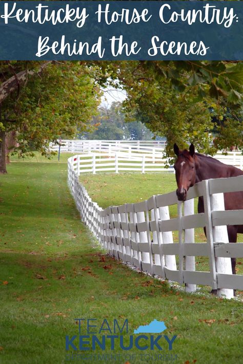 With tours of horse farms, training centers, breakfast at the track and trail riding, there are all kinds of fun and interesting ways to discover exactly why Kentucky is the Horse Capital of the World! Kentucky Horse Farms, Horse Racing Track, Kentucky Horse Park, Horse Country, Horse Camp, Horse Trail, Spring Racing, Horse Farm, Trail Riding