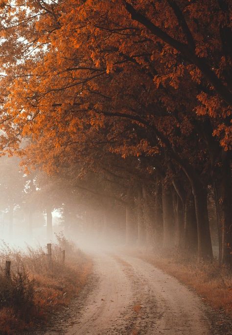 Autumn Magic, Autumn Scenes, Autumn Scenery, Screen Saver, Dirt Road, Fall Feels, Autumn Beauty, Fall Pictures, Autumn Cozy