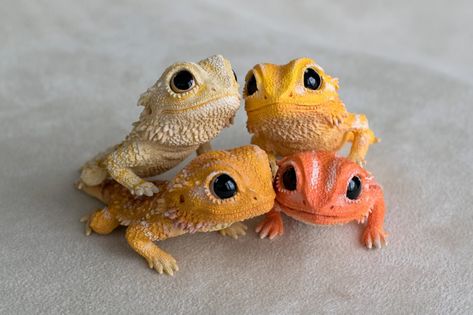 IMAGINE DRAGONS Cute Lizard, Cute Reptiles, Cute Snake, Clay Diy Projects, How To Make Clay, Clay Work, Cute Fantasy Creatures, Polymer Clay Animals, Cute Polymer Clay