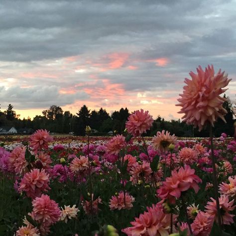 Field Of Dahlias, Dalia Core, Isobel Core, Dahlias Aesthetic, Dahlia Flower Aesthetic, Dahlia Aesthetic, Daliah Flower, Proposal Places, Dahlia Field