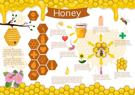 Honey Infographic, Bee Infographic, Photoshop Illustration Tutorial, Bee Icon, Illustration Tutorial, Honey Design, Infographic Poster, Vector Infographic, Doodle Icon