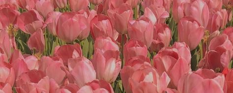 Preppy Backgrounds, Pink Tulips, Laptop Wallpaper, Quinceanera, Gardening Tips, Desktop Wallpaper, Aesthetic Wallpapers, Tulips, Laptop