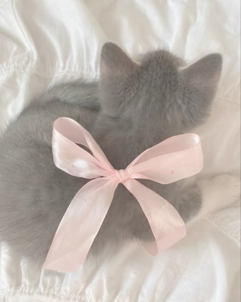 Soft Pink Theme, Bow Wallpaper, Cat Icon, Soft Cute, Pink Vibes, Fluffy Cat, Cat Aesthetic, Pink Cat, Silly Cats