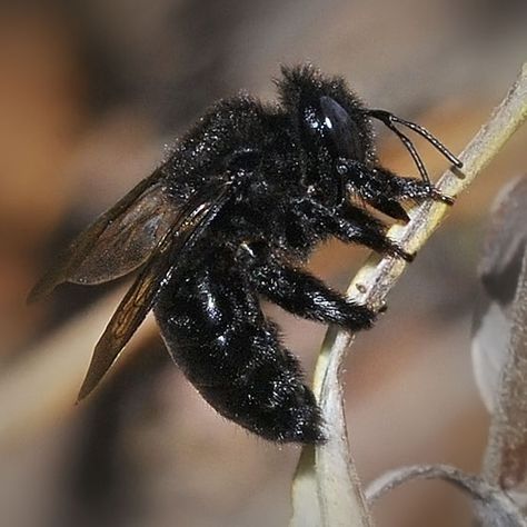 Large Black Bumble Bees California | Black Carpenter Bee - Xylocopa tabaniformis - female Black Bumble Bee, Bee Shoes, Bird People, Carpenter Bee, Baby Cheetahs, Worm Composting, Black Bee, Bees And Wasps, Bumble Bees