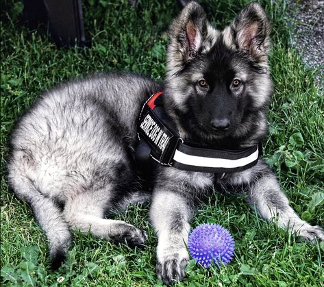 Me in my first #sdit vest Ravyn ↠ 12 weeks old Shiloh Shepherd Dog, Berger Malinois, Shiloh Shepherd, Cute Dog Collars, Pretty Dogs, Shepherd Puppies, 12 Weeks, German Shepherd Puppies, Girl And Dog