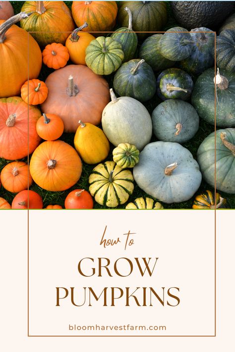 Want to grow stunning pumpkins in your garden? Check out our blog  featuring tips for growing Jarrahdale, Flat White Boer, and Musquee de Provence pumpkins. Learn about sun, soil, and spacing needs to boost your harvest. Pumpkin Garden Ideas, How To Grow Pumpkins, Jarrahdale Pumpkin, Pumpkin Growing, Grow Pumpkins, Pumpkins For Sale, Pumpkin Varieties, Harvest Farm, Pumpkin Garden