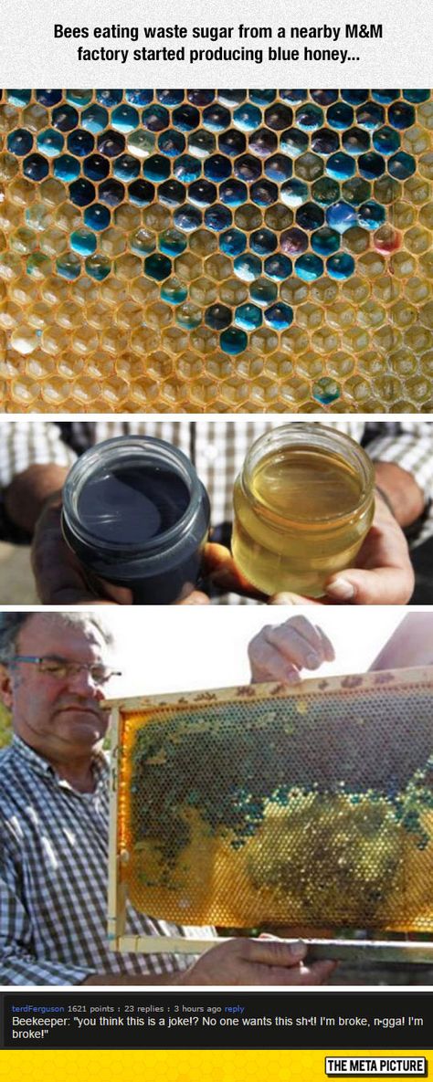 Blue Honey Blue Honey, The More You Know, Food Coloring, Honey Bee, Mind Blown, Funny Animals, Fun Facts, Funny Pictures, Honey