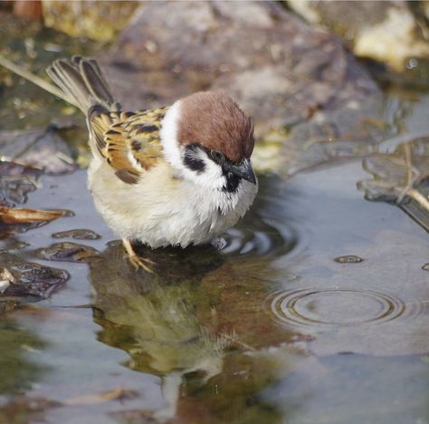 Eurasian Tree Sparrow, Interesting Birds, Bird Sparrow, Tree Sparrow, Sparrow Bird, Animal Study, Pretty Animals, Sparrows, Silly Animals