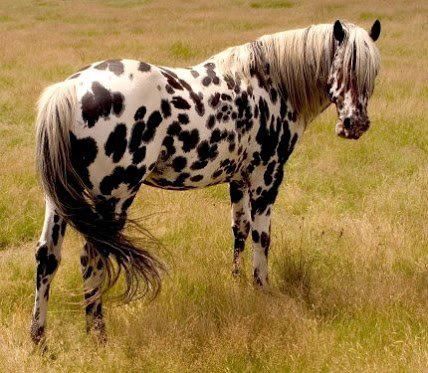 Hmmm... I look like a Dalmatian but what's with this mane and tail? Nice Horses, Spotted Horse, Leopard Appaloosa, Horse Markings, Appaloosa Horses, Majestic Horse, Horses And Dogs, All The Pretty Horses, Horse Crazy