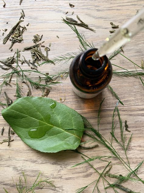 Wild Basil, Forest Witch Aesthetic, Best Cleansing Oil, Forest Witch, Medicinal Herb, Organic Aesthetic, Oil Cleanser, Organic Skincare, Witch Aesthetic