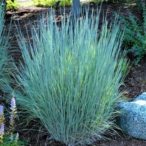 Schizachyrium Scoparium, Little Bluestem, Ornamental Grass Landscape, Perennial Grasses, Ornamental Grass, Grasses Landscaping, Garden Shrubs, Ornamental Grasses, The Blues