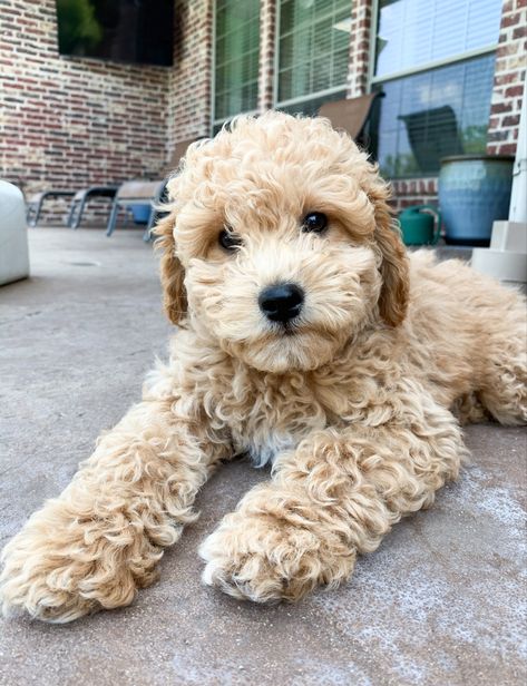 Golden doodles, puppy, mini puppy, golden retriever Cute Dogs Golden Doodle, Baby Golden Doodle, Cute Golden Doodle Puppies, Cute Golden Doodle, Cute Goldendoodle, White Mini Goldendoodle, Mini Doodle Dog, Miniature Goldendoodle, Golden Doodles