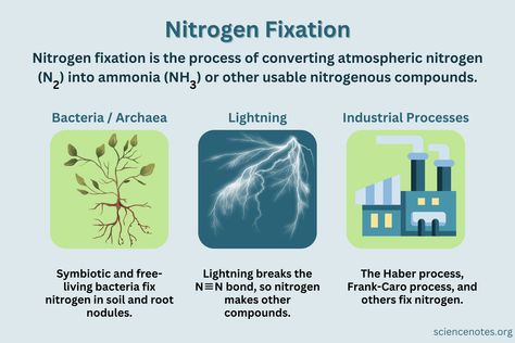 Nitrogen Fixation Definition and Processes Learn Chemistry, Nitrogen Fixation, Nitrogen Cycle, Annual Review, Nucleic Acid, Plant Nutrients, Natural Ecosystem, Symbiotic Relationships, Molecular Biology