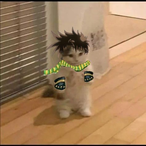 Jojo Jojo Cat, Cat Memes, Memes, Quick Saves