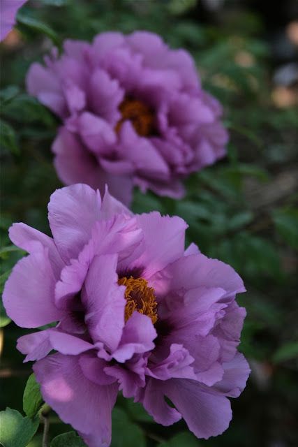 Bill Seidl tree peony hybrid in his gardens Tree Peony Landscape, Lilac Peony, Moutan Peony, Peony Itoh, Tree Peony, Purple Peonies, Rose Seeds, Peonies Garden, Garden Shrubs