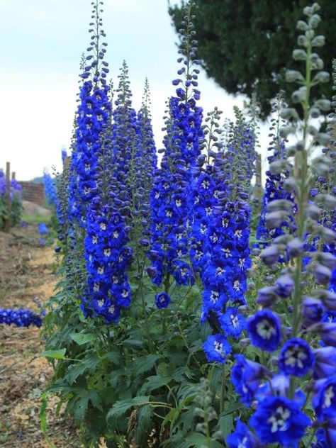 DelphiniumThese old-fashioned, soaring flowers produce spikes of blooms in color-saturated tones of blue, pink, purple and white. The biggest varieties can reach 6' tall. Tall Perennial Flowers, Blue Flowering Plants, Delphinium Plant, Delphinium Flower, Delphinium Flowers, Blue Delphinium, Perennial Flowers, Best Perennials, Tall Flowers