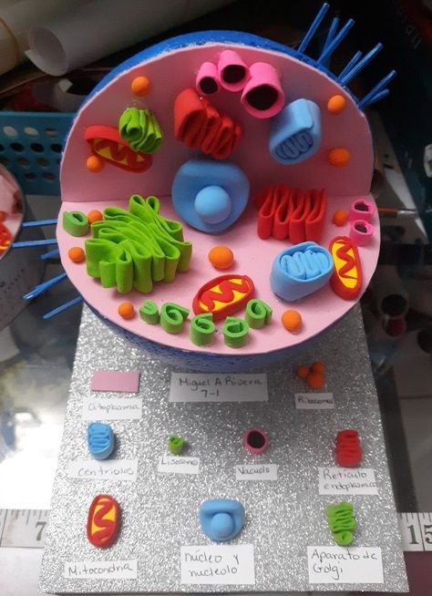 Animal Cell Model Project, Cell Model Project, Animal Cell Project, Tile Bathroom Remodel, Science Experiments Kids Easy, Science Cells, Cells Project, Science Models, Biology Projects