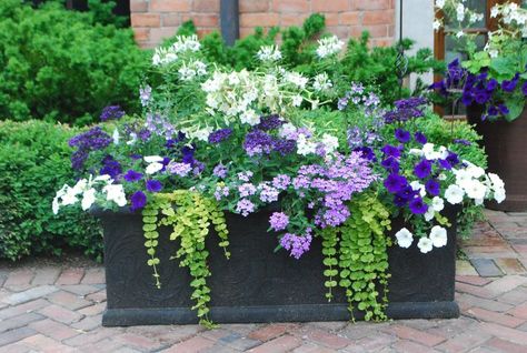 Summer Planter, Funny Vine, Creeping Jenny, Container Gardening Flowers, Have Inspiration, Garden Containers, Small Space Gardening, Container Flowers, Flower Planters