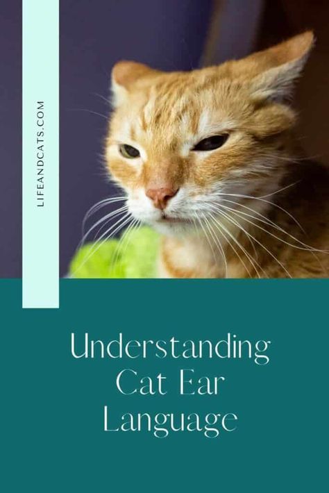 Discover the fascinating world of cat ear communication and learn how to understand your feline companions moods, needs, and health through their ear positions. Cat Ears Meaning, Cat Ears Language, Cat Ear Anatomy, Cat Ears Emotion Chart, How To Speak Cat Language, Cat Language Signs, Cat Communication, Cat Diseases, Cat Behavior Problems