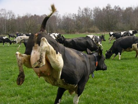 happy cows Cow Hoof, Spring Dance, Social Video, Cow Photos, I Love Cows, Dairy Cattle, Happy Cow, Cow Pictures, Life On The Farm