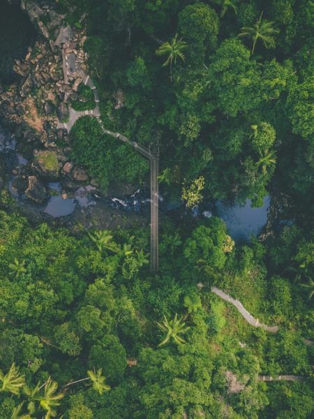 Bridge Over Water, Rainforest Biome, Cairns Queensland, Jungle Tree, Cairns Australia, Mission Beach, North Queensland, Travel Photography Tips, Biome