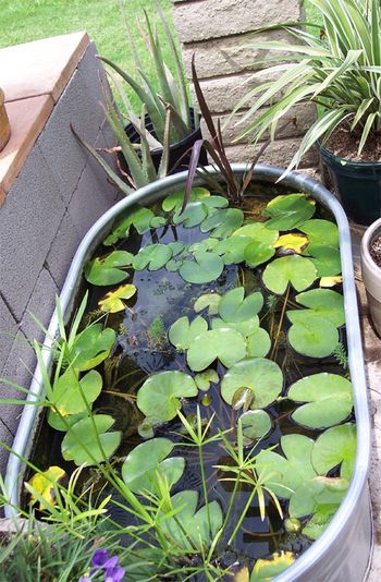 Container Pond, Container Water Gardens, Backyard Ponds, Patio Pond, Aquatic Garden, Diy Pond, Water Trough, Stock Tank, Diy Water