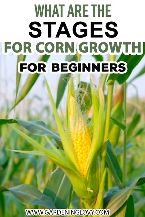 How To Plant Corn, Growing Sweet Corn, Grow Corn, Gemüseanbau In Kübeln, Compost Container, Harvest Corn, Growing Corn, Corn Seed, Corn Plant