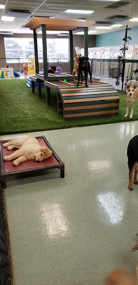 Indoor Dog Daycare Ideas, Animal Hotel Ideas, Dog Daycare Interior Design, Dog Facility Ideas, Dog Playground Indoor, Dog Playroom Indoor, In Home Dog Daycare Ideas, Luxury Dog Hotel, Indoor Dog Park Ideas