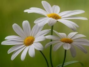 Tres margaritas blancas Margarita Flower, Daisy Decor, Happy Daisy, Sunflowers And Daisies, Daisy Love, Types Of Roses, White Daisies, Orchid Flower, Flower Photos