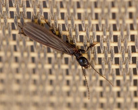 Unknown small flying insect resting on a sun screen.  It looks like an ant with wings. Ants With Wings, Sun Screen, Flying Insects, Ants, Bugs, Insects, Bee, Screen, Sun