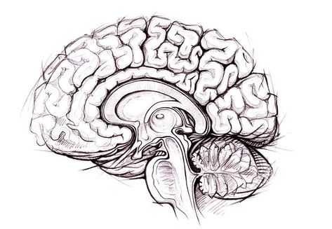 Pencil skethy study of human brain. Human brain sagittal view medical sketchy il , #AFFILIATE, #human, #brain, #Human, #Pencil, #skethy #ad Human Brain Diagram, Brain Diagram, Brain Drawing, Brain Based Learning, Neural Connections, Work Life Balance Tips, Psychology Studies, Brain Structure, Brain Anatomy