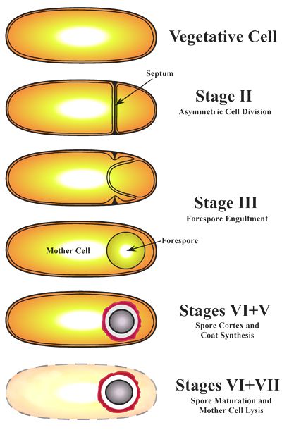 Bacteria Reproduction- Spore Formation Biology Major, The Faculty, Pregnancy Body, Cell Division, Bio Art, Hard Workout, Post Partum Workout, Workout Regimen, Microbiology