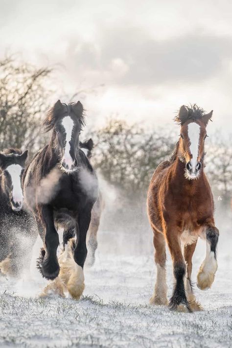 Clydesdale Aesthetic, Clidsdail Horse, Clysdale Horse, Shire Horses, Shire Horse Aesthetic, Clydesdale Horse, Clysdale Horses, Largest Horse Breed, Belgian Draft Horse