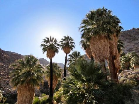 Fortynine Palms Oasis Trail Twentynine Palms, Cathedral City, California Desert, Palm Desert, Desert Oasis, Coachella Valley, California Vacation, California National Parks, Joshua Tree National Park