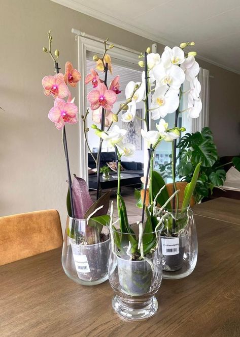 Orchids Tips and Tricks | I always put my orchids in clear glasses or vases for the roots benefit☀️And easy to notice if roots are healthy or need some extra and special ca... | Facebook Orchid Roots, Clear Glasses, Orchid Care, White Day, The Roots, Hijab Fashion, Tips And Tricks, Orchids, Vase