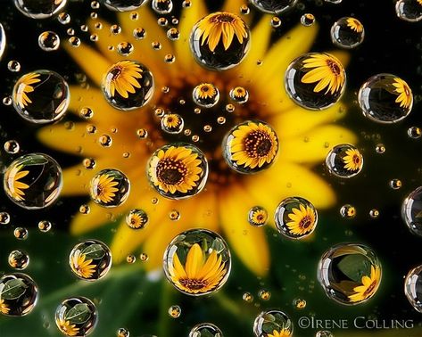 Flower bubbles Water Droplets Photography, Macro Photography Abstract, Sunflower Cottage, Bubbles Photography, Illusion Photography, Micro Photography, Photography Assignments, Water Images, Beautiful Collage