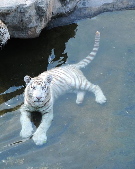 Barry King on Instagram: “#whitetiger #tigers #cubs #whitetigercubs #cats #swimming #water #summer #scorchinghot #temaiken #buenosaires #argentina #southamerica…” Tiger In Water, White Tiger Cubs, Tiger Photography, White Tigers, Tiger Love, F2 Savannah Cat, Cat Whisperer, Instagram King, Cat Spray