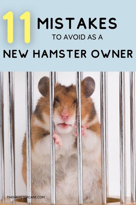 Hamster Bedding Diy, Best Hamster Cage Ideas, Hamster Home Ideas, Home Made Hamster Cage, Robo Hamster Cage Ideas, Hamster Home Diy, Syrian Hamster Cage Ideas, Hamster Habitat Ideas, How To Take Care Of A Hamster