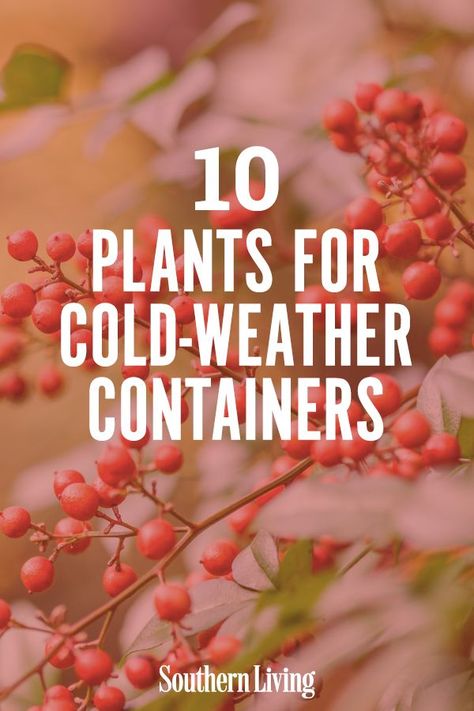 Even if the temperatures are below freezing, you can still add curb appeal with winter container gardens. We've chosen a few of our favorite winter flowers and winter shrubs to add interest to cold-weather containers. When it comes to winter gardening, cold weather doesn’t have to mean boring plantings. #wintergardening #containergarden #gardenideas #gardening #winterplants #southernliving Winter Cabbage Plants Fall Containers, Winter Container Gardening Front Doors, Best Fall Plants For Pots, Fall Winter Flower Arrangements, Cold Weather Landscaping Ideas, Winter Potted Plants Outdoor Cold Weather, Winter Potted Plants Front Porches, Cold Weather Plants For Pots, Winter Window Boxes Outdoor Cold Weather