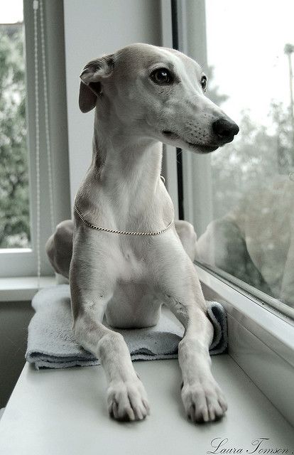 galgo … Regard Animal, Whippet Puppies, Whippet Dog, Love My Dog, Grey Hound Dog, Italian Greyhound, Hound Dog, Dog Sitting, Whippet